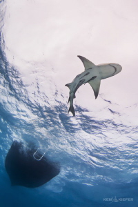 LemonShark near the dive boat.  Tiger Beach, Bahamas by Ken Kiefer 